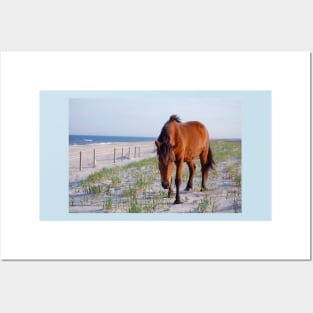 Wild horses, wildlife, Assateague Island, Mystic Beauty Posters and Art